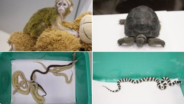 Passenger caught with monkey, snakes at Chennai Airport; arrested