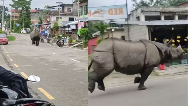 Watch: Heartbreaking video of rhino running on a street goes viral