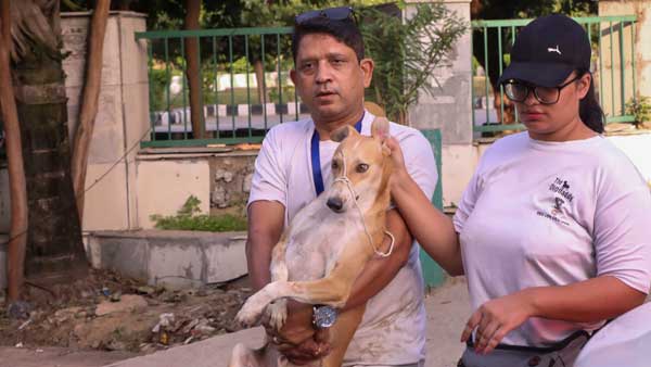 Noida Twin towers demolition: Stray dogs shifted; admin urged to hold 'dummy explosion' to save birds