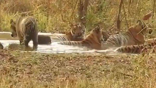 Looks like tigers love pool party: Watch this viral video