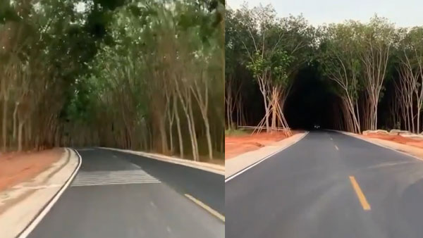 Anand Mahindra asks Nitin Gadkari to plant 'Trunnels'; Netizens share pictures