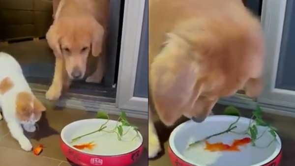 Viral: Video of dog putting into water while cat watches goes viral; netizen slam the person who filmed it