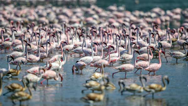 10 more wetlands in India declared as Ramsar sites