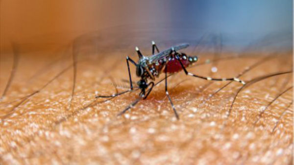 World Mosquito Day 2022: Date, significance, theme and all you need to know