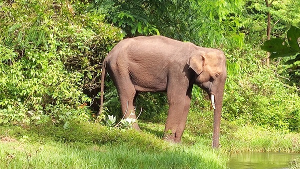 Viral: Video of angry elephant chasing off Safari jeep sure to send chills down your spine