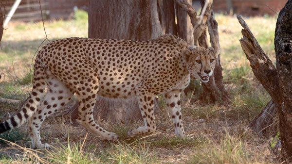 Human poaching, animal attacks: Problems galore as India readies to welcome cheetahs