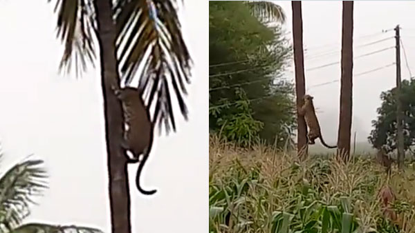 Watch: Video of Leopard climbing up a coconut tree in Nashik goes viral; Netizens stunned by rare sight