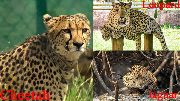 How to spot the difference between a Cheetah, Leopard and Jaguar?