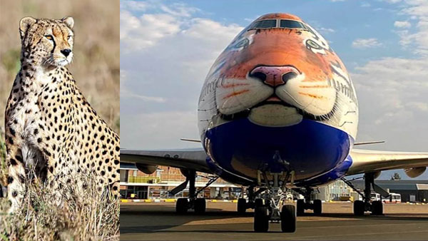 Cheetahs homecoming: This 'special bird' will bring back the big cat to the land of the tiger