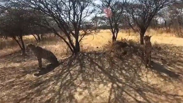 Namaste Cheetah! First glimpse of Cheetahs set to arrive in India [WATCH]