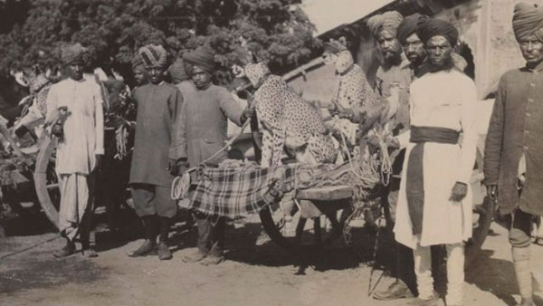 Man Vs Wild: How human lust for hunting, petting, sports led to extinction of cheetahs (WATCH)