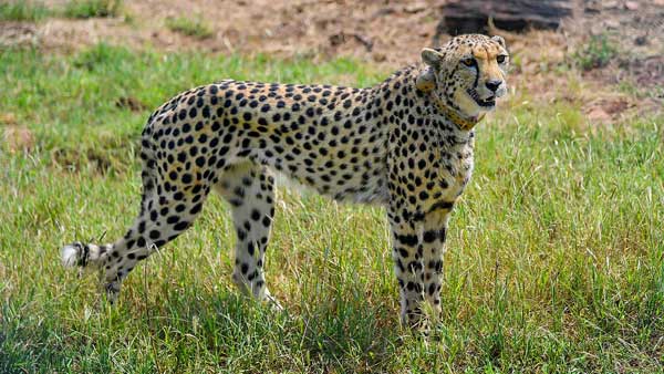 Kuno park has space and prey base to house 20-25 cheetahs