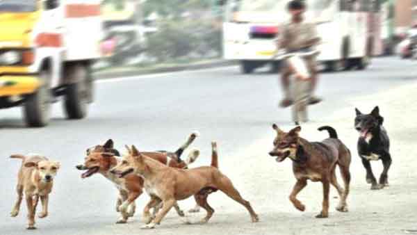 Kerala govt to begin mass vaccination drive of stray canines