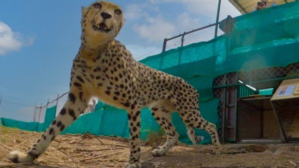 Entry, hesitation, 360-degree scan of new environs: Cheetah's first moments on Indian soil