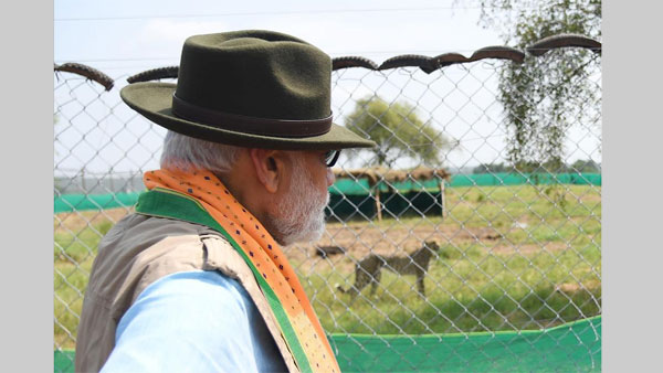 Photos: PM Modi releases cheetahs from Namibia at Kuno National Park