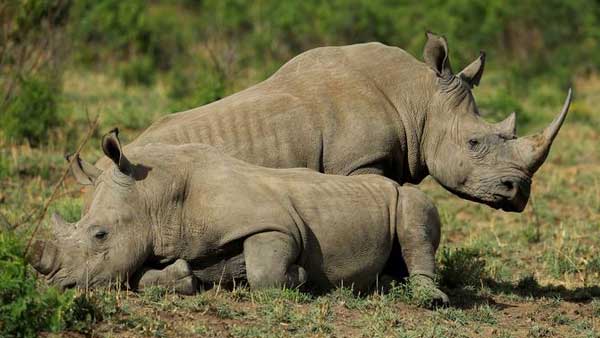 Rhino population grows to 4,000 in conservation boost