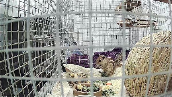 How 3-striped Indian Squirrel landed in Scotland after 3-week voyage