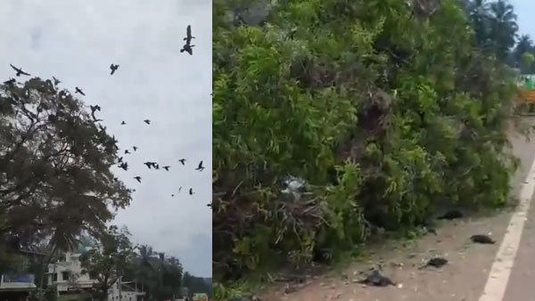 Birds killed, nests and eggs destroyed after tree gets chopped down in Kerala | Watch