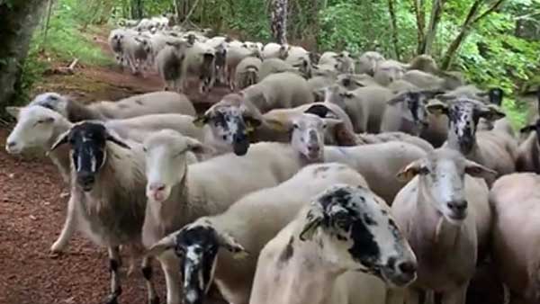 This video of a flock of sheep following a hiker will leave you in splits