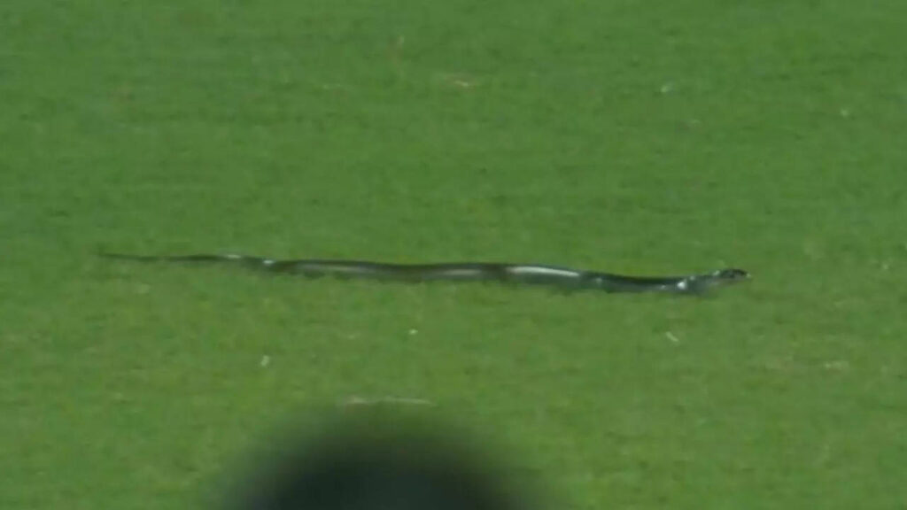 Watch: Snake interrupts play during second India-South Africa T20I