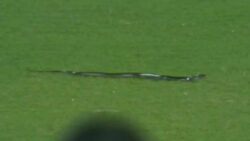 Watch: Snake interrupts play during second India-South Africa T20I