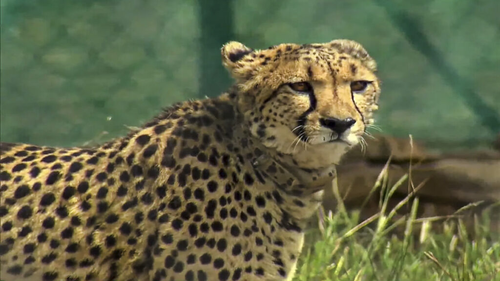 Cheetah Revival Project Officials To Be Sent On Study Tours To Namibia and SA