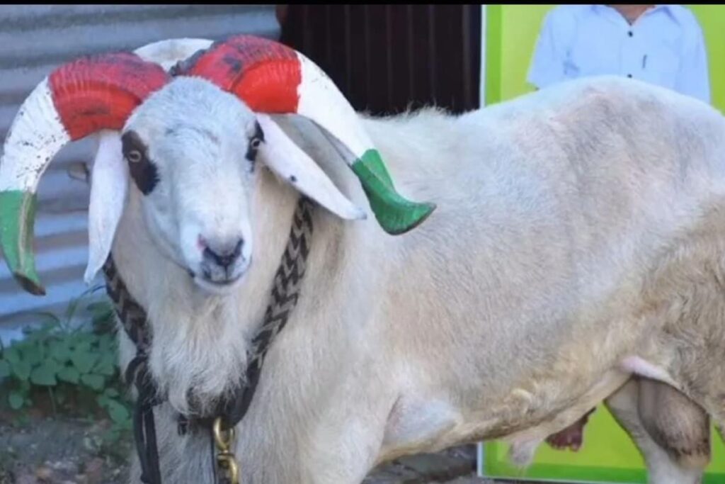 Victory for Fans: Famed Ram '7 Star Sultan' Spared from Bakrid Slaughter Following Online Campaign