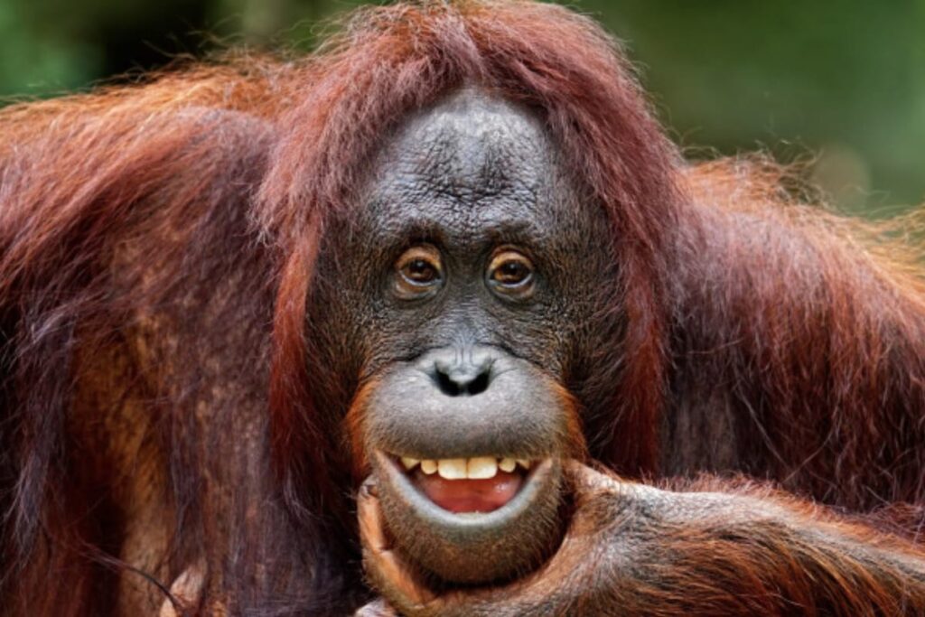 Orangutans Are the Animal Kingdom's Beatboxers