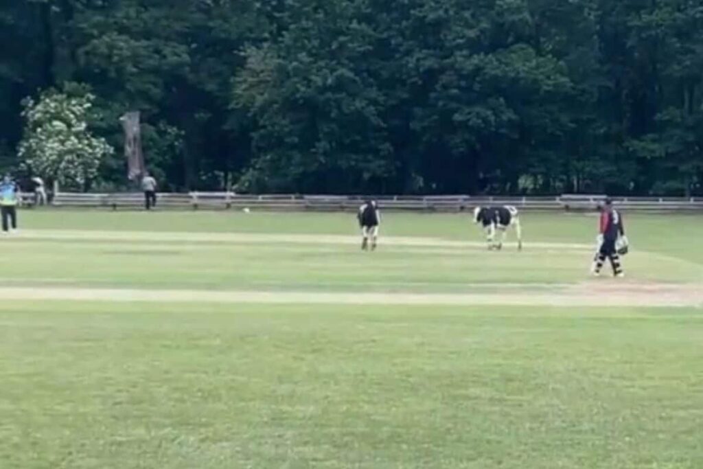 Cows Make Guest Appearance On Ground to Halt Cricket Match, Video Goes Viral - WATCH