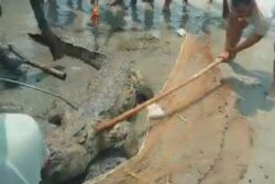 Bihar: Crocodile Beaten To Death After Fatal Attack On Child In Vaishali