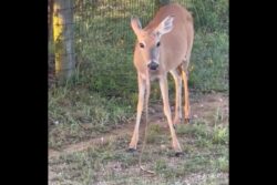 Bizarre Footage Of Deer Eating Snake Leaves Internet In Disbelief: Watch