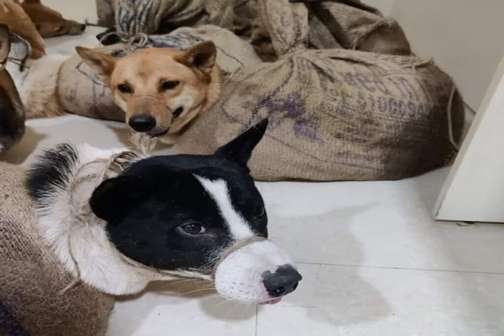 Assam: Dognapping, Smuggling on Rise in Guwahati, Dogs Sold For Rs 5,000 & More