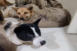 Assam: Dognapping, Smuggling on Rise in Guwahati, Dogs Sold For Rs 5,000 & More