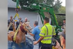 Viral Video: Firefighters Rescue Horse Stuck In Swimming Pool