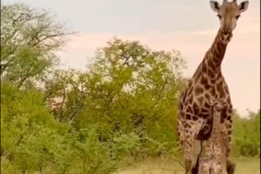 Mother's Love: Viral Video Shows Giraffe Chasing Off Hyena To Protect Calf