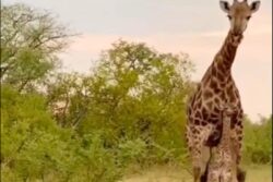 Mother's Love: Viral Video Shows Giraffe Chasing Off Hyena To Protect Calf