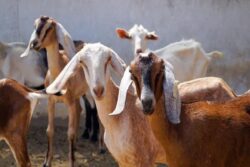 300-kg Ajmeri Goat Shahrukh Sold for Rs 6 Lakh at Lucknow's Bakra Mandi on Eid