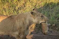 Nothing, Just A Lioness Casually Walking Through Traffic Roadblock With Her Little One
