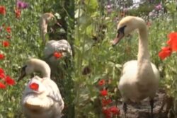 Swans In Slovakia Are Addicted To Drugs, Refuse To Leave Poppy Fields