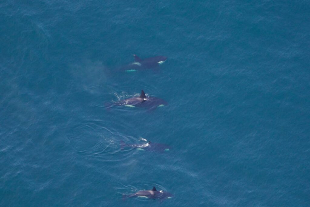 Watch: Four Killer Whales Spotted Engaging In Rare Group Swim