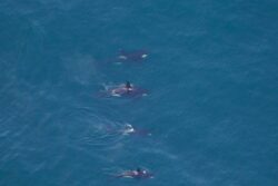 Watch: Four Killer Whales Spotted Engaging In Rare Group Swim