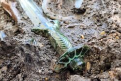 Uncovering History: This 3,000-Year-Old Sword Found In Germany Still Shines