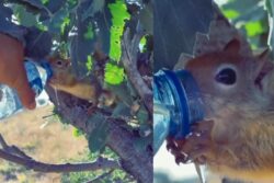 Video Of Thirsty Squirrel Asking For More Water Is Too Cute To Miss