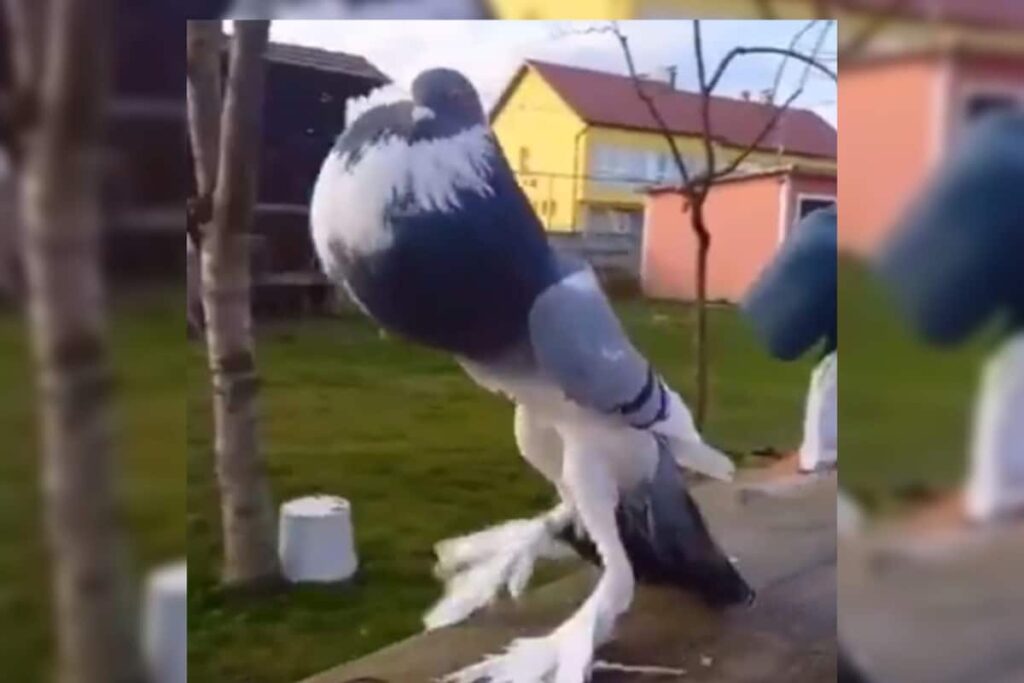 Mutant Pigeon With Giant Legs Has The Internet Thinking It Is Deep Fake
