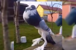 Mutant Pigeon With Giant Legs Has The Internet Thinking It Is Deep Fake