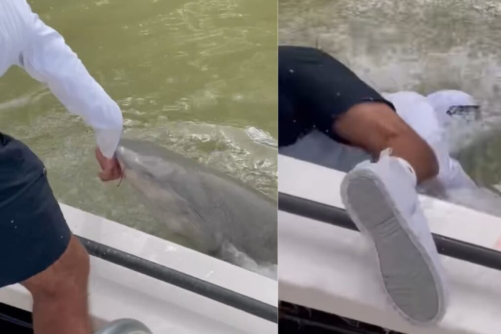 He Says Nothing Will Happen In 2 Seconds And Just Then A Shark Bites Him