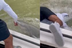 He Says Nothing Will Happen In 2 Seconds And Just Then A Shark Bites Him