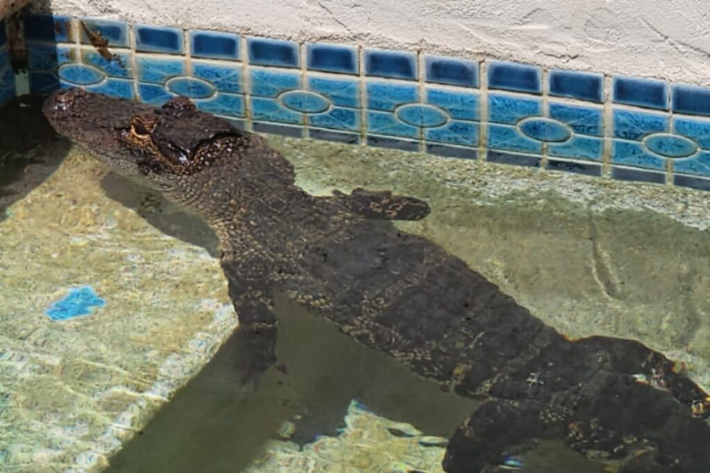 Baby Gator Beats The Heat By Chilling In Swimming Pool, See Cool Pics