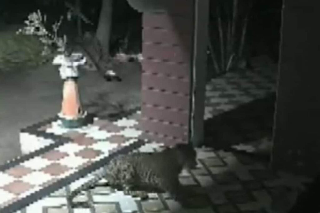 Dog's Fearless Act Turns Social Media Upside Down With Memes And Laughter