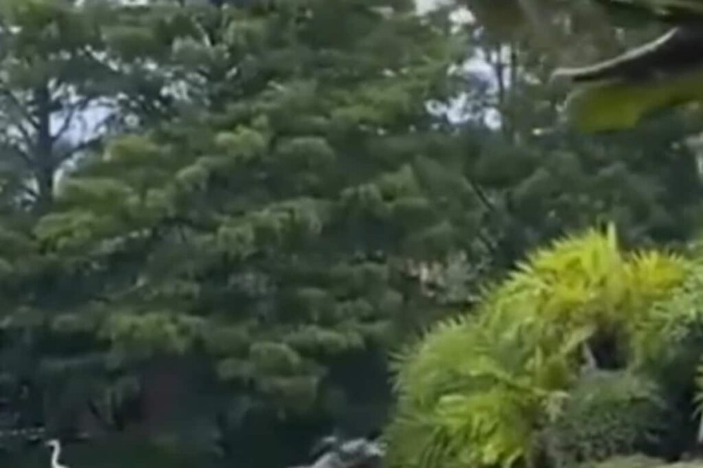 Watch: Alligator, On The Hunt For Bird, Hunted By Crocodile